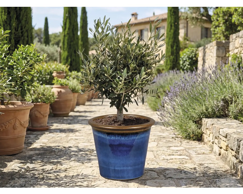 Măslin în ghiveci ceramic albastru în grădină