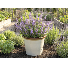 Năpraznică înflorită într-un ghiveci în grădină.