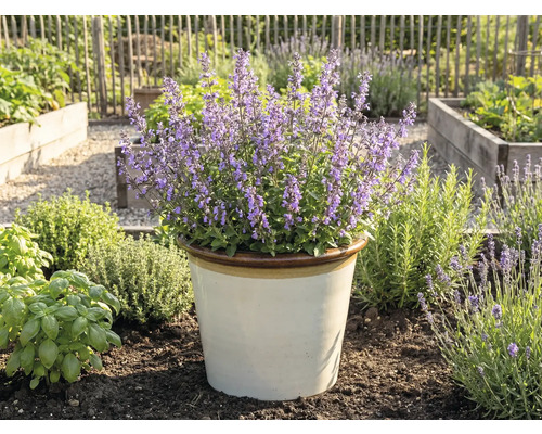 Năpraznică înflorită într-un ghiveci în grădină.