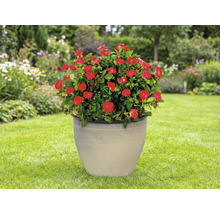 Trandafir la ghiveci cu flori roșii într-un vas ceramic de plantare în grădină.