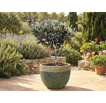 Măslin în ghiveci în grădină