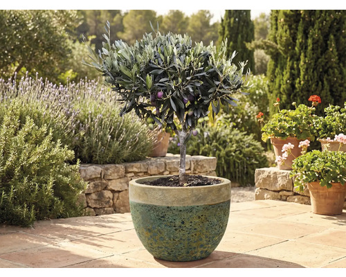 Măslin în ghiveci în grădină