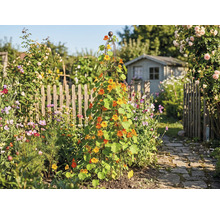 Grădină cu suport de cățărare, plantată cu crăițe și o căsuță de grădină în fundal.