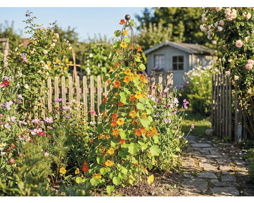 Grădină cu suport de cățărare, plantată cu crăițe și o căsuță de grădină în fundal.