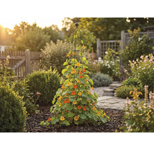 Vedere grădină cu plante cățărătoare pe un suport