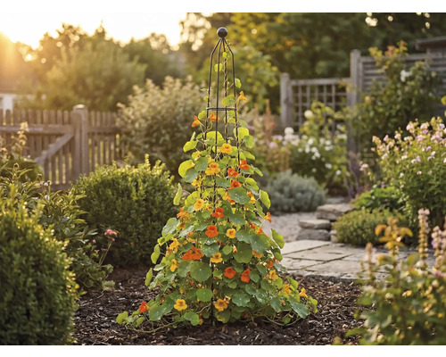 Vedere grădină cu plante cățărătoare pe un suport