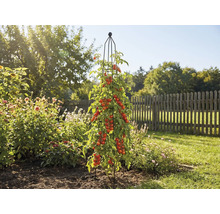 Plantă de tomate cu suport de cățărare în grădină