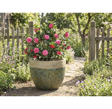 Camelie cu flori roz într-un ghiveci în grădină