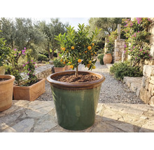 Arbore de cumquat în jardinieră mare, la exterior