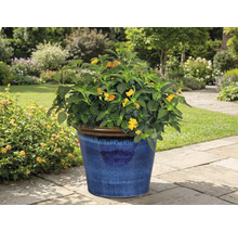 Plantă cu flori în ghiveci albastru în grădină