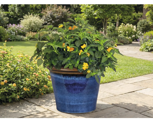 Plantă cu flori în ghiveci albastru în grădină