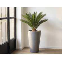 Zamioculcas într-un ghiveci înalt de interior