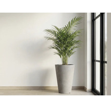 Plantă de interior în ghiveci lângă o fereastră