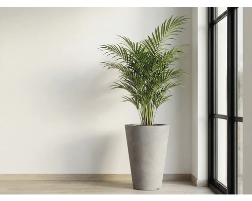 Plantă de interior în ghiveci lângă o fereastră