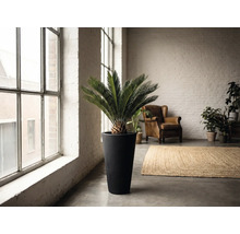 Interior cu zamioculcas într-un ghiveci înalt, fotoliu și covor