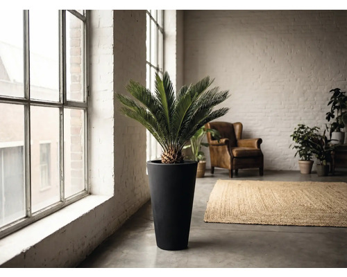 Interior cu zamioculcas într-un ghiveci înalt, fotoliu și covor