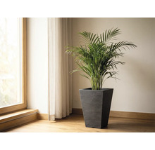 Cameră cu fereastră, perdea și palmier Areca într-un ghiveci de flori