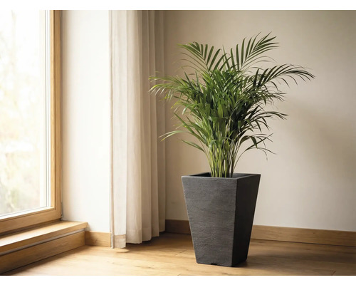 Cameră cu fereastră, perdea și palmier Areca într-un ghiveci de flori