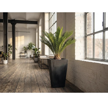 Cameră cu o plantă Zamiaceae într-un ghiveci