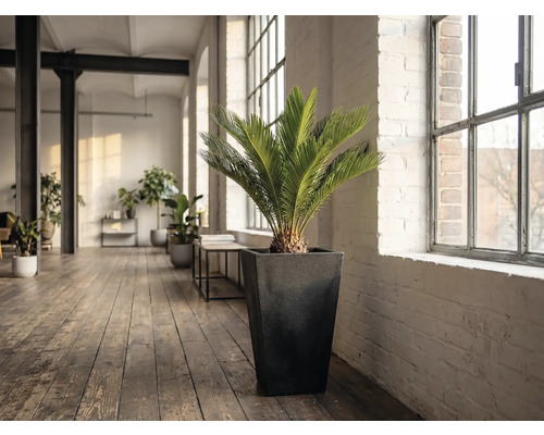 Cameră cu o plantă Zamiaceae într-un ghiveci