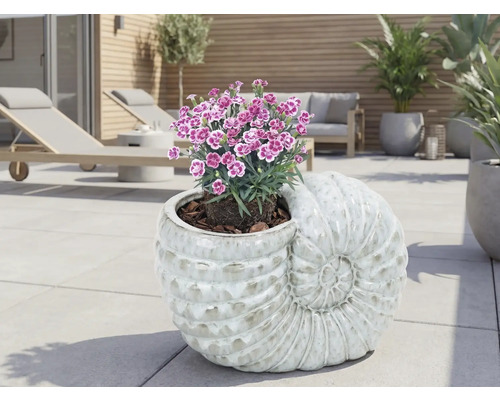 Garofița FloraSelf Dianthus caryophyllus 'Pink Kisses' | HORNBACH