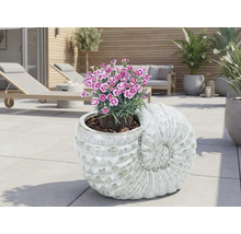 Jardinieră decorativă în formă de scoică cu plante cu flori pe o terasă