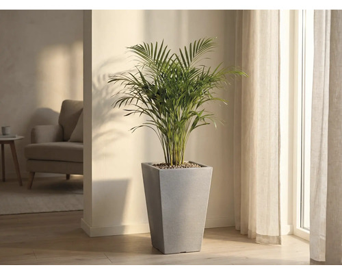 Plantă de apartament într-un ghiveci conic gri, într-o cameră luminoasă.