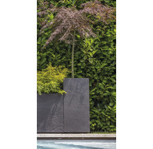 Scenă de grădină cu arțar japonez într-un ghiveci în fața unui gard viu verde