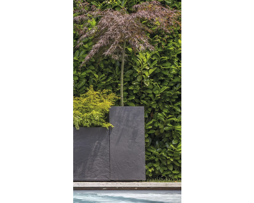 Scenă de grădină cu arțar japonez într-un ghiveci în fața unui gard viu verde