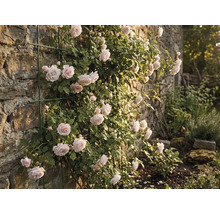 Trandafir cățărător pe un zid de piatră cu suport