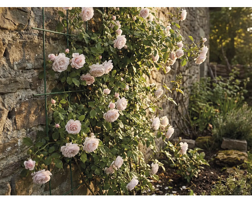 Trandafir cățărător pe un zid de piatră cu suport