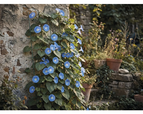 Zorele cu flori albastre pe un zid de piatră cu suport pentru plante cățărătoare