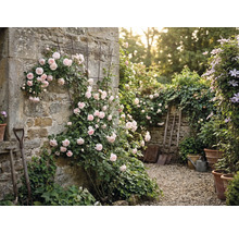 Zid de grădină cu trandafiri și spalier, precum și unelte de grădinărit