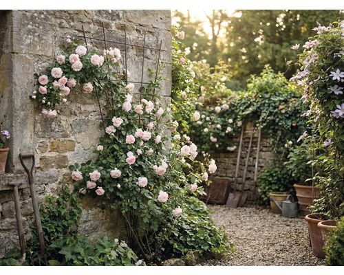 Zid de grădină cu trandafiri și spalier, precum și unelte de grădinărit