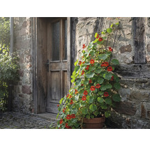 Ghiveci cu condurași agatatori pe un perete de casă cu o ușă de lemn