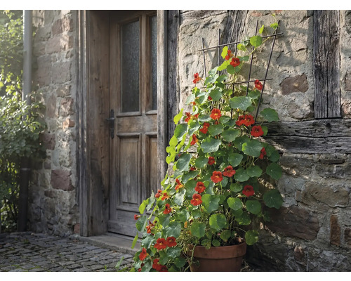 Ghiveci cu condurași agatatori pe un perete de casă cu o ușă de lemn