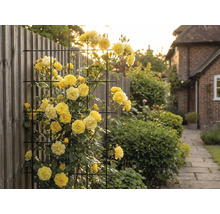 Trandafiri cățărători galbeni pe un grătar metalic în grădină