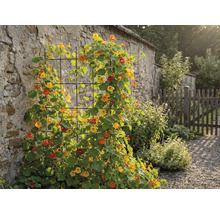 Vedere grădină cu plante cățărătoare pe un zid și un gard