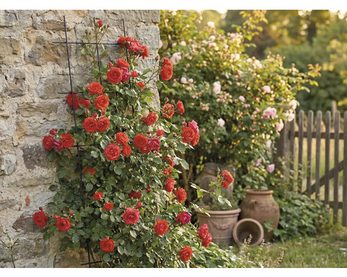 Trandafir cățărător pe peretele casei cu spalier în grădină.