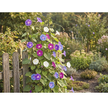 Vedere de grădină cu gard și plantă cățărătoare cu flori colorate