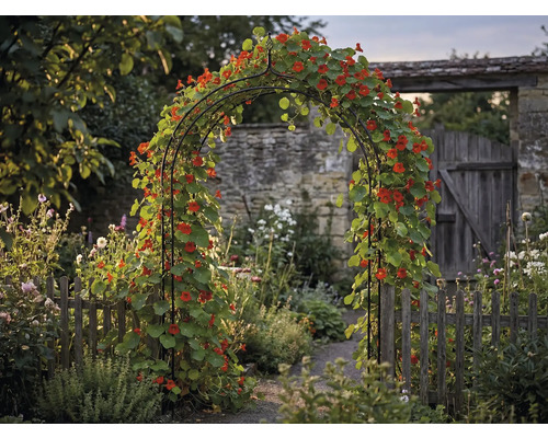 Vedere grădină cu arcadă de trandafiri, acoperită cu condurași