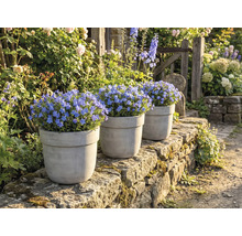 Trei ghivece cu plante de nu-mă-uita albastre înflorite pe un zid de piatră într-o grădină.