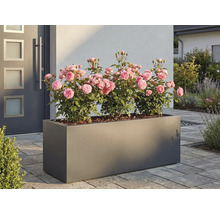 Jardinieră dreptunghiulară cu trandafiri în fața unei case