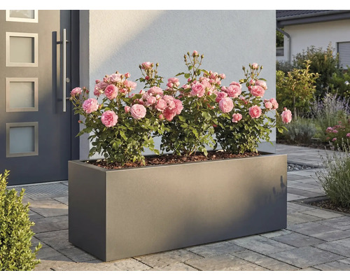 Jardinieră dreptunghiulară cu trandafiri în fața unei case