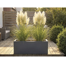 Ierburi ornamentale într-o jardinieră pe o terasă din lemn.