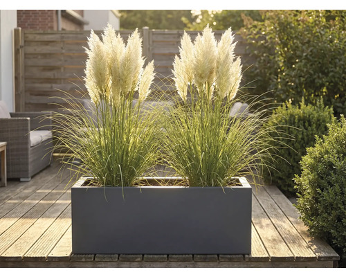 Ierburi ornamentale într-o jardinieră pe o terasă din lemn.