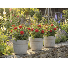 Trei trandafiri în ghivece pe un zid într-o grădină.