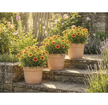 Trei plante la ghiveci cu flori Gaillardia pe trepte de piatră într-o grădină.