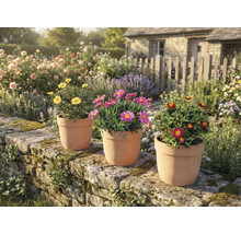 Ambianță de grădină cu margarete în ghivece de teracotă pe un zid de piatră