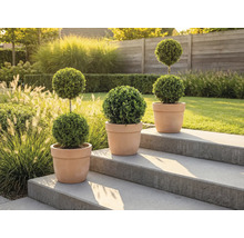 Trei arbuști ornamentali în ghivece de lut pe o scară de piatră în grădină.